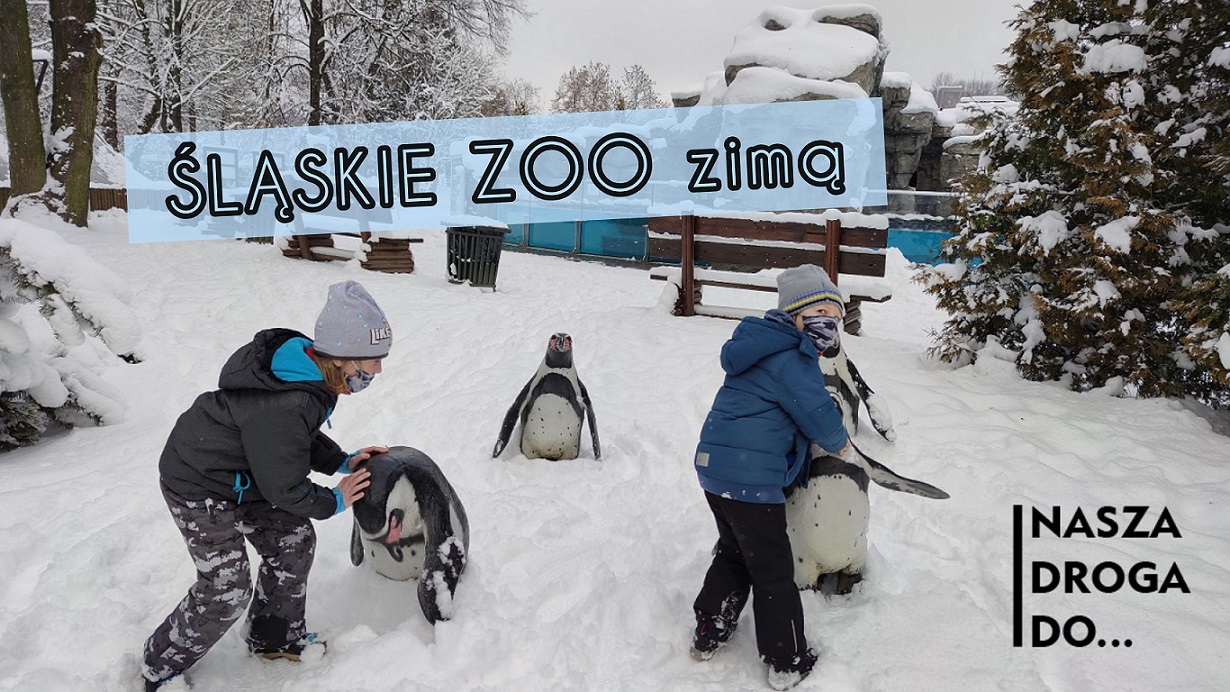 Śląskie Zoo zimą w Chorzowie - nasza droga do